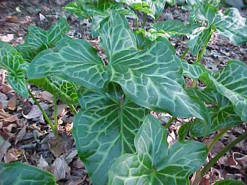 Arum italicum (Italian Arum)